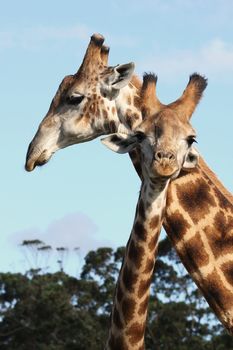 Pair of giraffes from Africa rubbing necks
