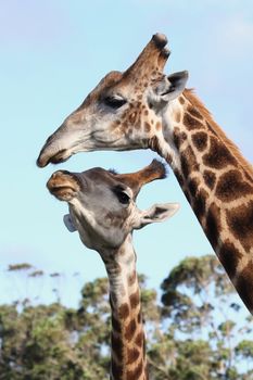 Two giraffes from Africa showing some affection