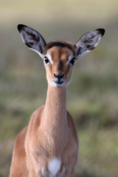 Alert young impala antelope lamb with large ears