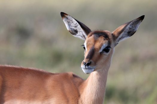 Alert young impala antelope lamb with large ears