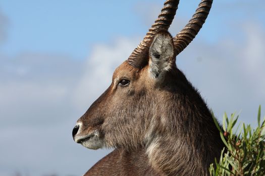 Portrait of a male waterbuck antelope from Africa