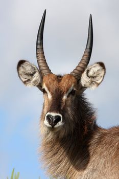 Portrait of a male waterbuck antelope from Africa