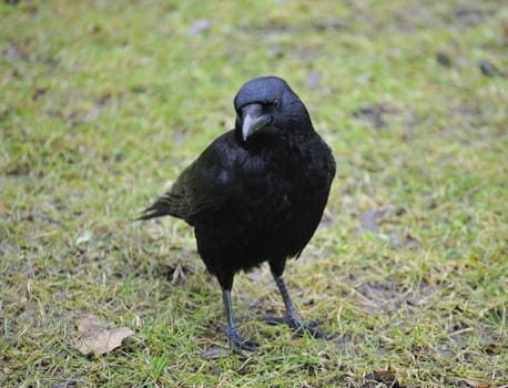 carrion crow resting on green grass field