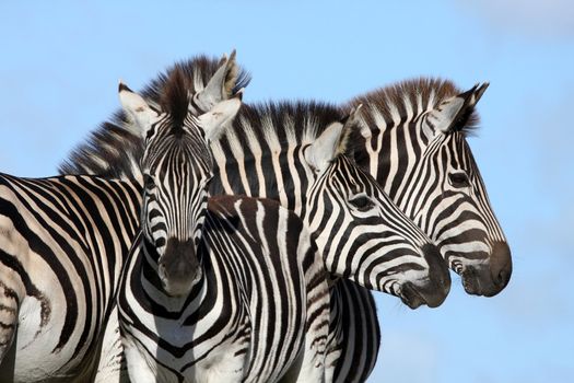 Family group of Burchell's zebras with bold stripes
