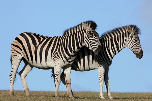 Two boldly striped zebras on the African grass land
