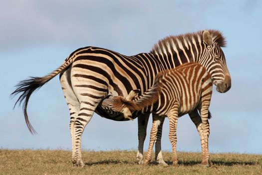 Baby zebra foal drinking from it's mother
