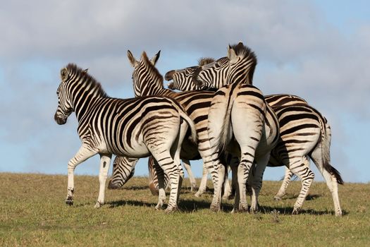 Group of plains or Burchell's zebras