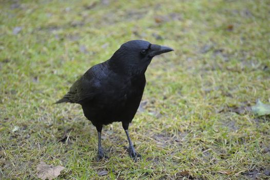 Carrion crow resting on green grass field