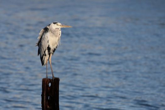 Heron bird perched on an old rusted iron post in the sea