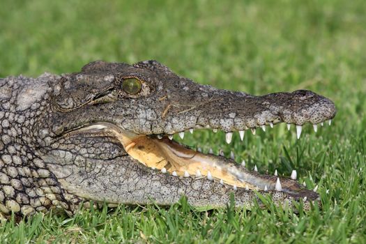 Nile crocodile with open mouth showing it's fearsome teeth