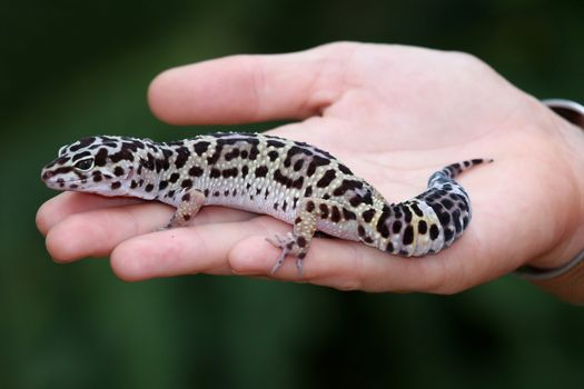 Leopard gecko from the desert with fat tail on a person's hand