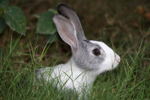 Domestic rabbit in long green grass outdoors