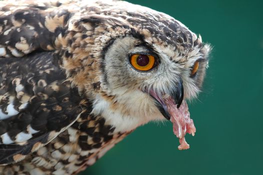 Spotted Eagle Owl eating from a dead chicken