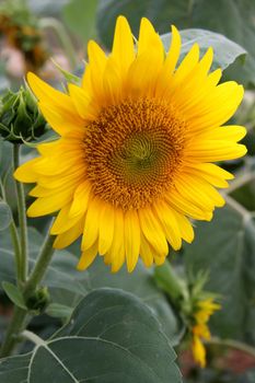 Pretty big round and yellow sunflower bloom