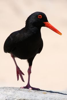 Striking black and orange oystercatcher bird standing on one leg