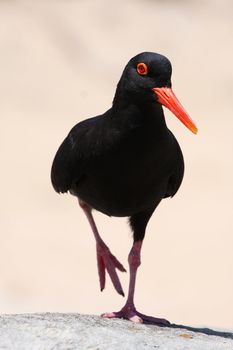 Striking black and orange oystercatcher bird standing on one leg