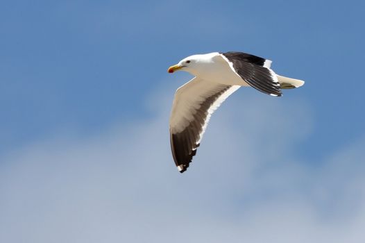 Common seagull soring on the breeze against blue sky