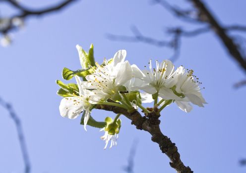 Macro image of blossoming flowers