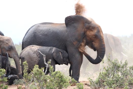 African elephants having a dust bath to protect against parasites