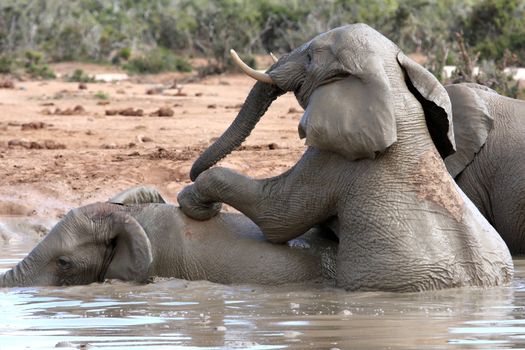 African elephants enjoying a cooling swim in muddy water