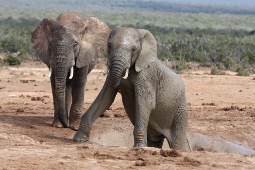 Two big muddy African elephants climbing out of a water hole