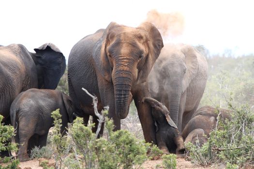 African elephants having a dust bath to protect against parasites