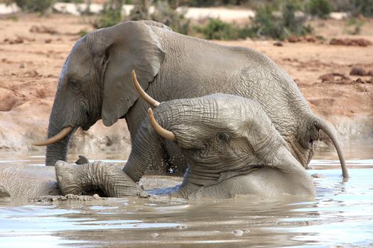 African elephants enjoying a cooling swim in muddy water
