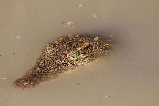 Crocodile with green eyes lurking in murky water