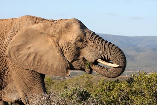 African elephant eating green leaves from a spekboom tree