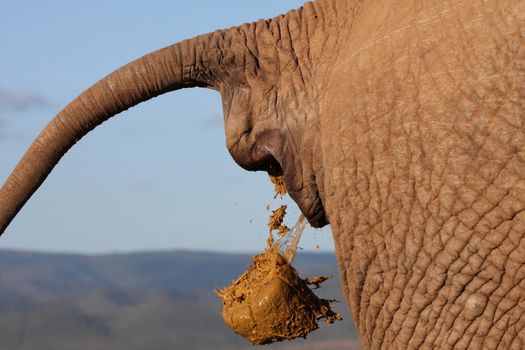 African elephant deficating with tail held up