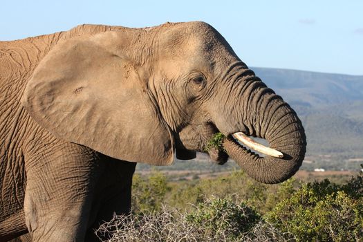 African elephant eating green leaves from a spekboom tree