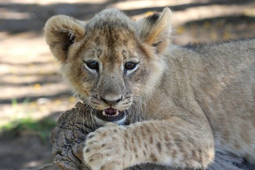 Cute lion cub from Africa on a tree stump