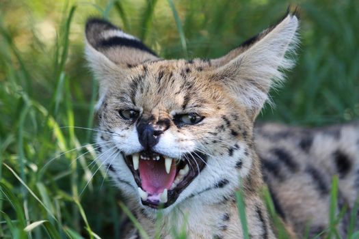 Snarling Serval wild cat with large teeth and pink tongue