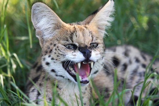 Snarling Serval wild cat with large teeth and pink tongue