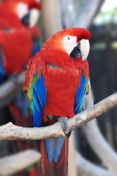 a portrait of a parrot