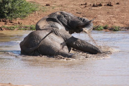 Large male African elephant cooling off in a muddy waterhole