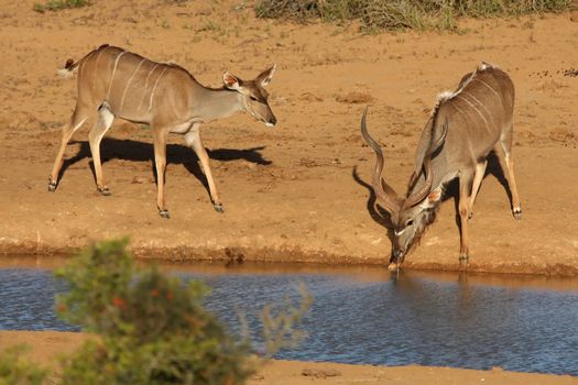 Kudu anteolpe male and female at a waterhole in Africa