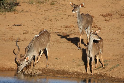 Male kudu antelope drinking water while females keep a watch