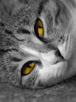 Black and white portrait of a cat with orange eyes.
