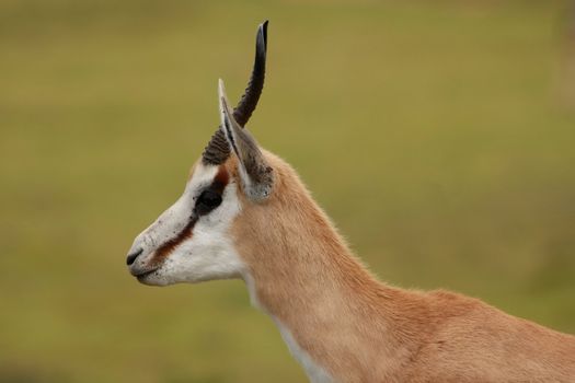 Portrait of an alert springbok antelope from South Africa