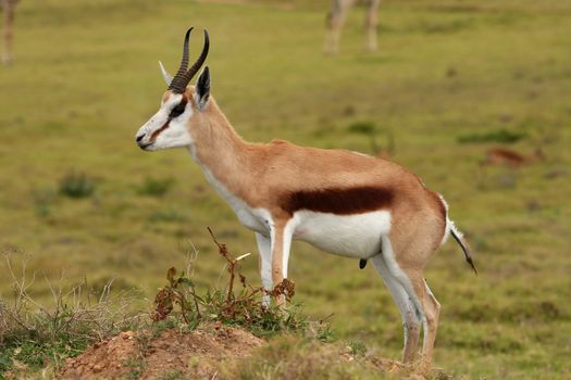 Portrait of an alert springbok antelope from South Africa