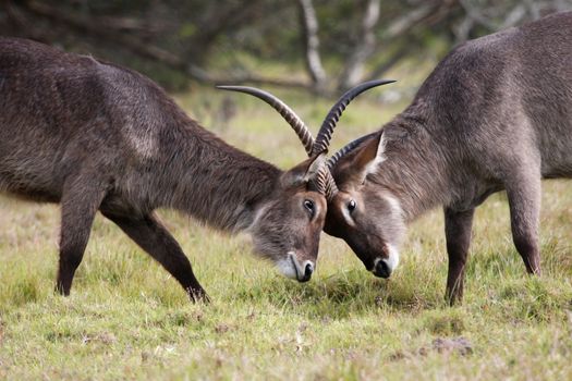 Two male waterbuck fighting over females and territory