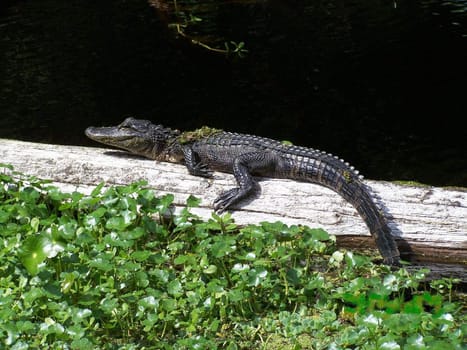 I caught this little guy lounging around on that log in the St. Johns River in Florida.
