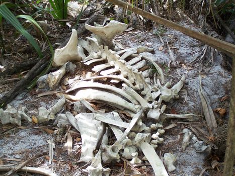 I found these remains hiking the river banks of the St. Johns River about two months after the hurricanes in Florida.