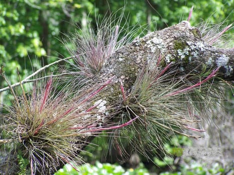 I took this picture boating down the Wekiva River and noticed the vibrant color on these air plants.