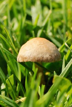 Mushroom growing among grass