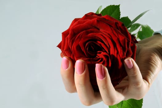 The female hand holds a red bud of a rose on a white background
