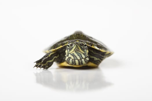 A photo of a turtle on a white background