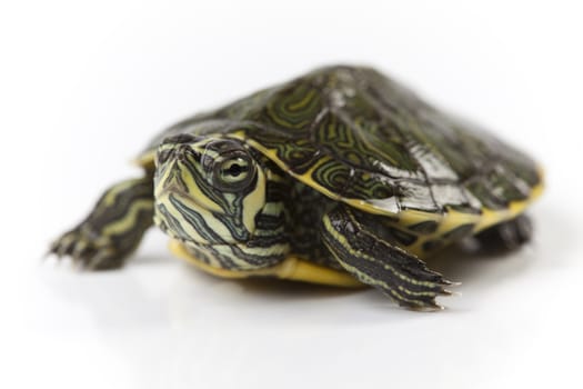 A photo of a turtle on a white background