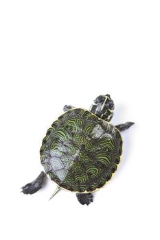 A photo of a turtle on a white background